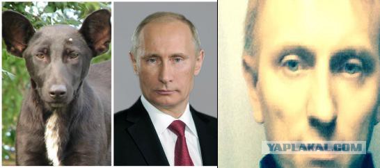 Жена сказала: Похож на Путина