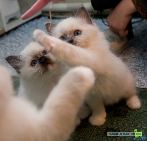 Породы кошек. Часть 2