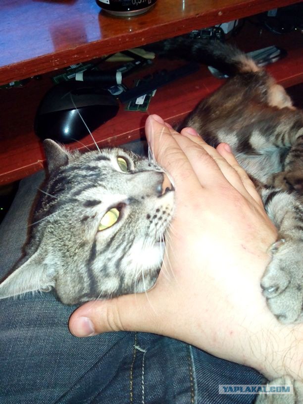 Котовторник 6.05.2014
