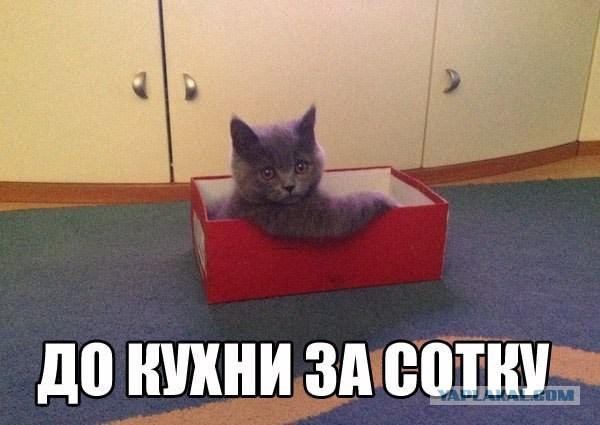 Кот Митяй!