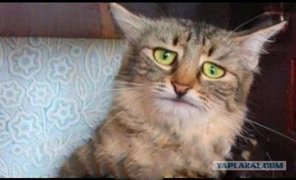 СтопХамСПб - Адвокат