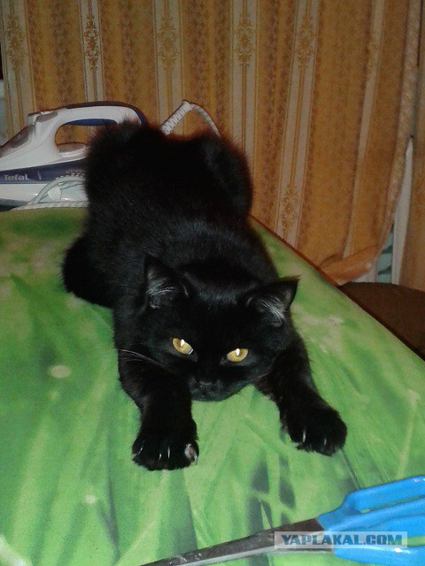 Котовторник 21.10.2014