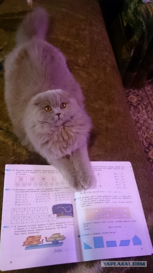 Котовторник