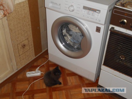 О кошачьих кличках.