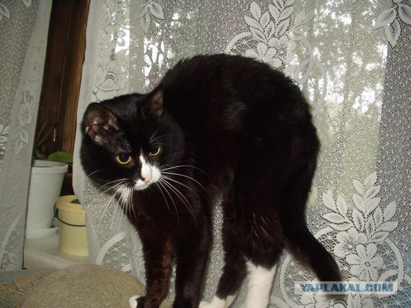 Некоторые факты о кошачьих рекордах