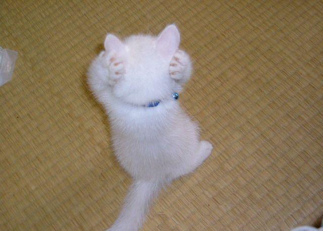 Коты, кошки, котята