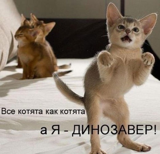 Картинки и демотиваторы