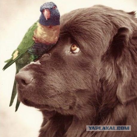 Собакочетверг