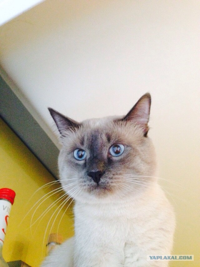 Котовторник 16.02.16