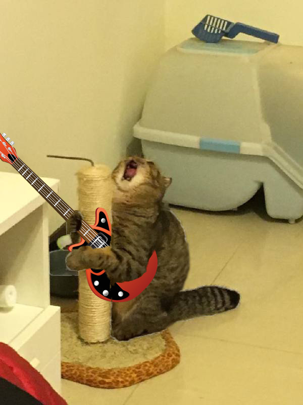 Очень эмоциональный кот