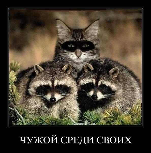 Мохнатые беспредельщики