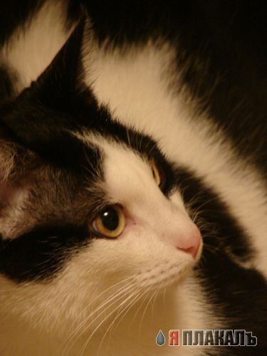 Коты, кошки, котята