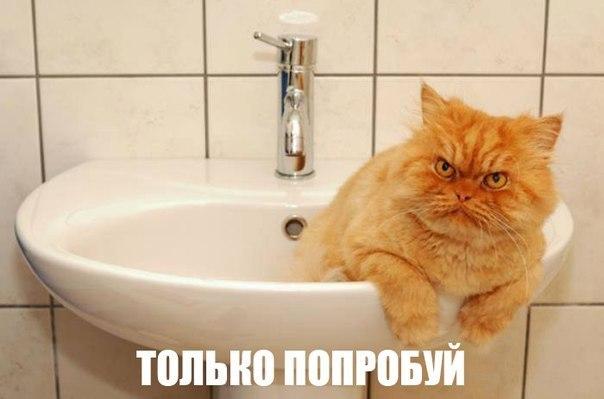 Мохнатые беспредельщики