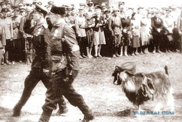 Фотографии Великой Отечественной.