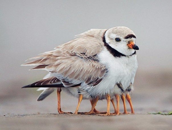 Божьи твари