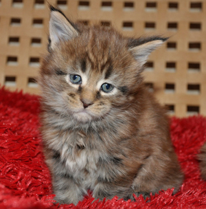 Пр корма для кошек. Рассуждения