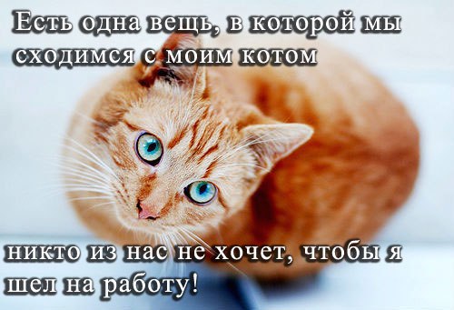 Мохнатые беспредельщики