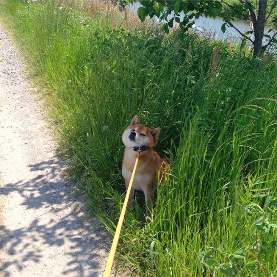 Мохнатые беспредельщики