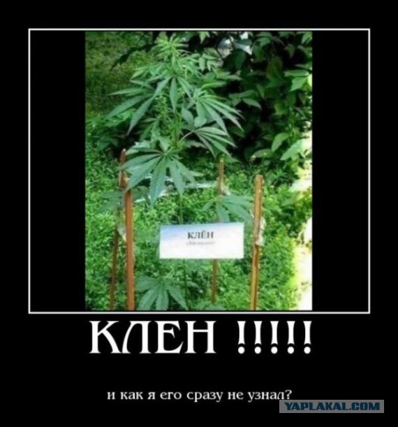 Сожгли 4 тонны конопли