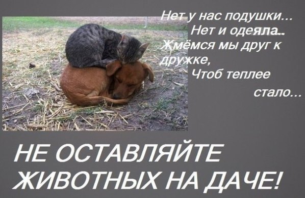 А вы забрали своих питомцев с дачи?