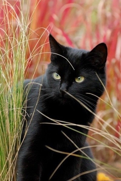 Коты из сети