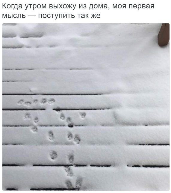 Доза раскумара на новую неделю