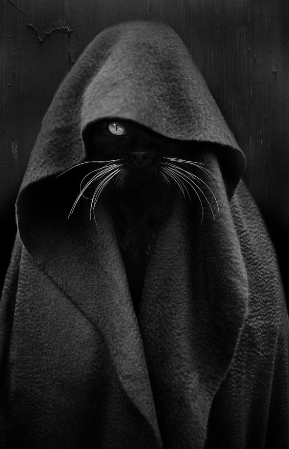 Коты из сети