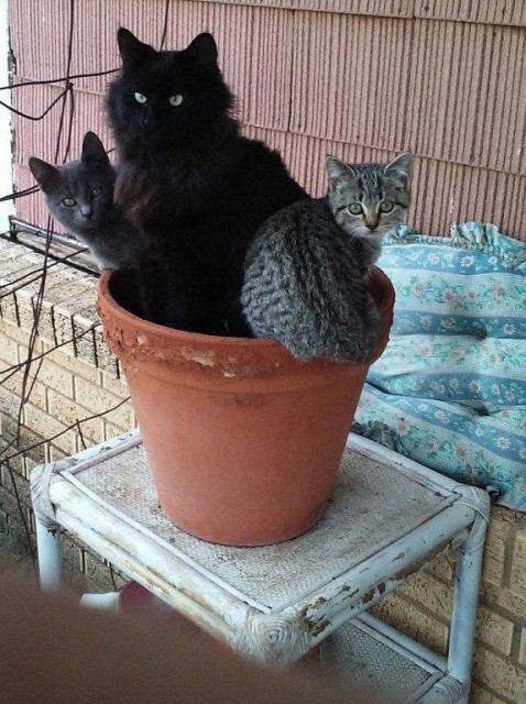 Коты и Кошки