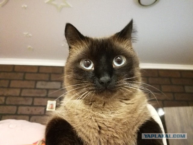 Котовторник 07.11.2017