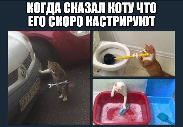 Ну, всё. Кот сломался