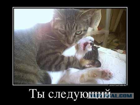 25 коварных кошек, задумавших тайно убить своих хозяев