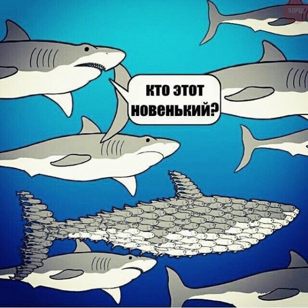 Нестандартный юмор