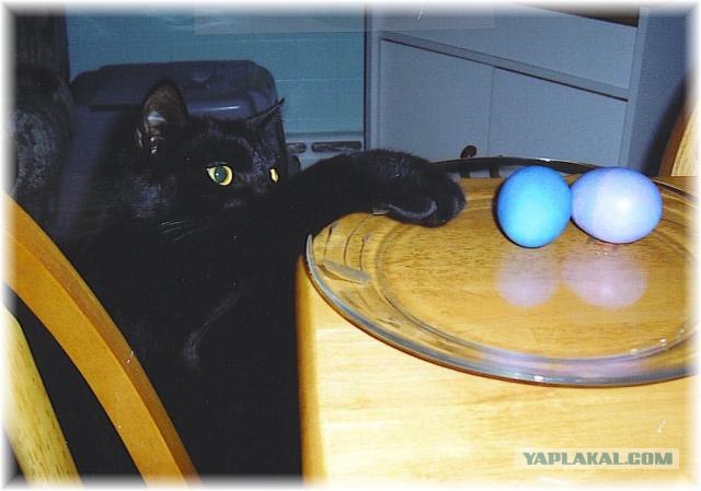 Котовторник на ЯПлакалъ (10.06.08), прикольные коты, добавляем свои!