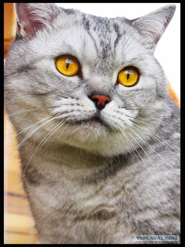 Котовторник (13.01)
