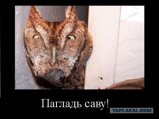 Не будите во мне зверя!