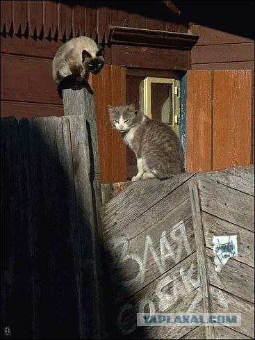 Братаны!