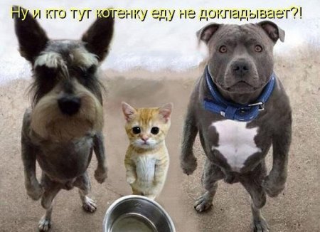 Встал на ноги