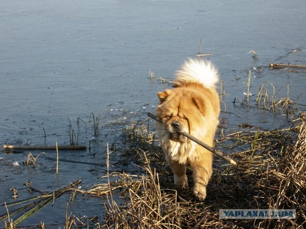 Собакочетверг