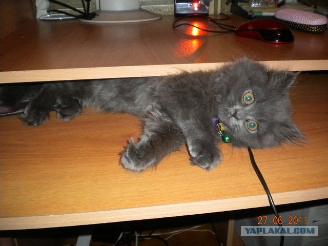 Десантный котовторник