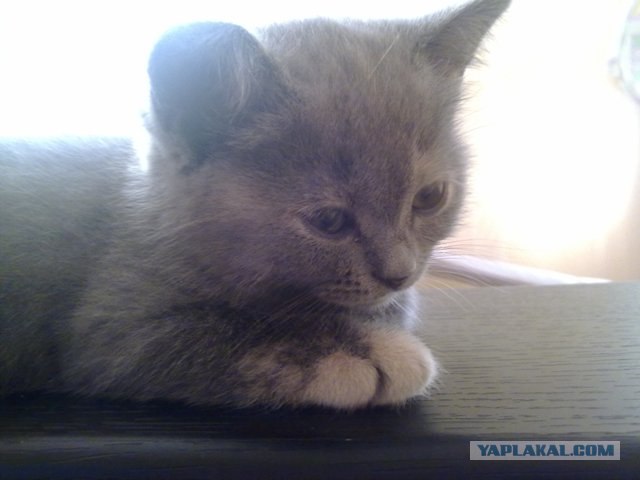 Ну и где ваш котовторник?