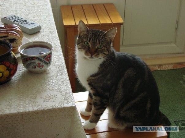 Котовторник! 13.03.2012