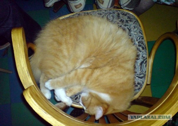 Котовторник 20.03.2012