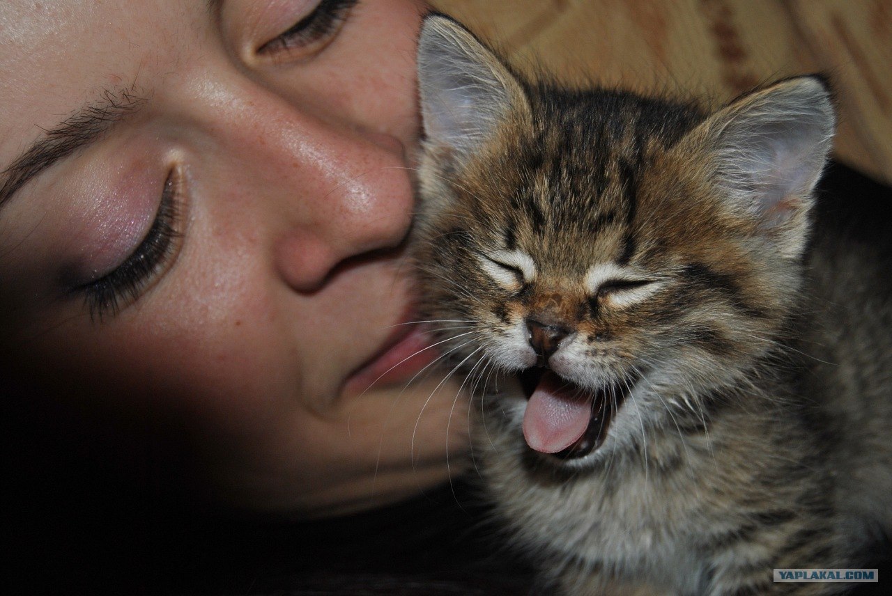 Порода кошек с буквой м на голове. Кот с буквой м на лбу. М на лбу у кошек. Котята с м на лбу. Котята с м на лбу.