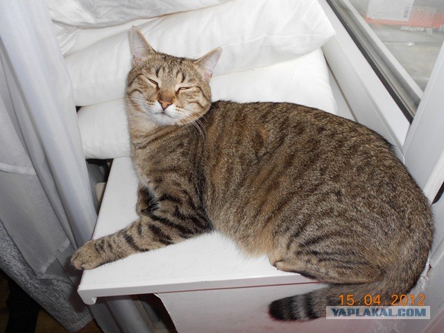 Котовторник 1 мая 2012