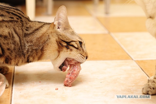Котовторник  12. 06. 2012