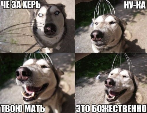 Подборка весёлых картинок