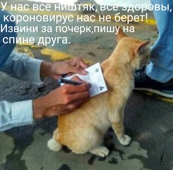 Польза  от   кошек  и  собак  при  коронавирусе