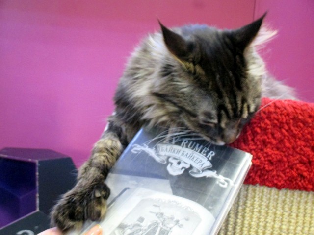 ЯП России представляет. Представьте и вы