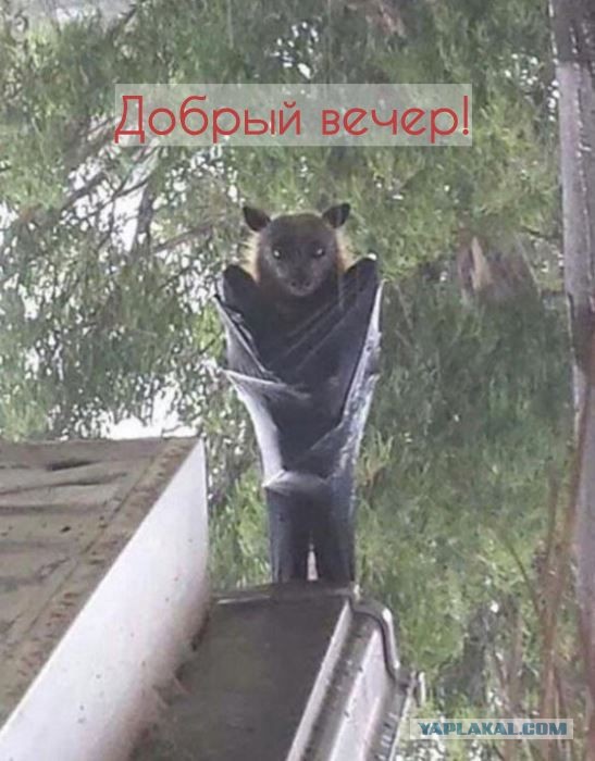10 причин никогда, запомните, никогда не поехать в Австралию!