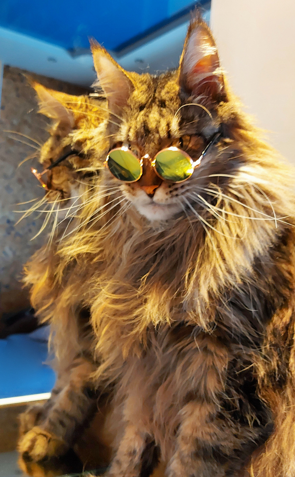 Котовторнику посвящается
